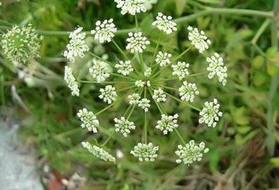 Соцветие веха