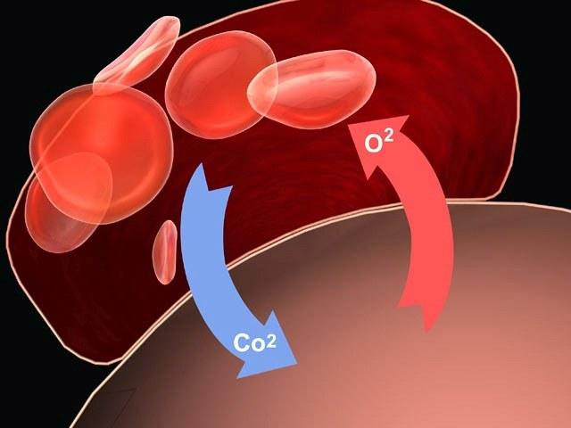 Легкие и обмен газа