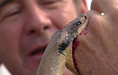 Укус змеи