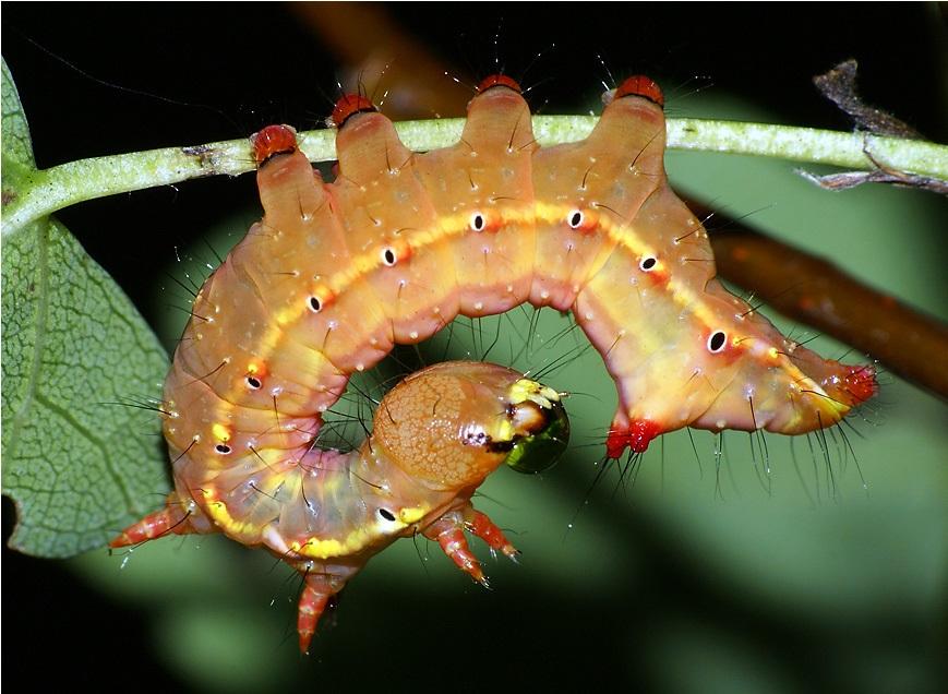 Гусеница хохлатка