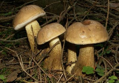 Желчный гриб