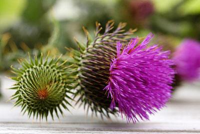 Цветки расторопши