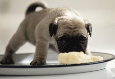 Собака ест творог