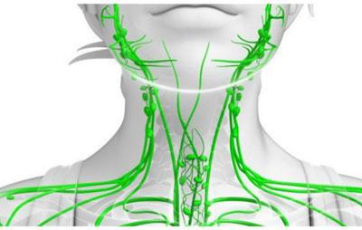 Лимфасистема человека