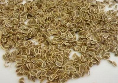 Укропное семя