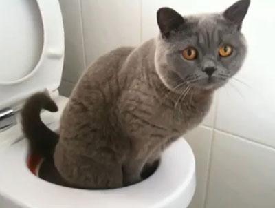 Кот на унитазе