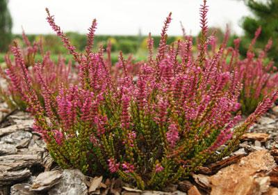 Обыкновенный вереск