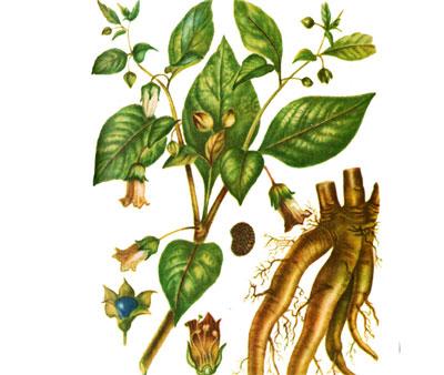 Строение беладонны