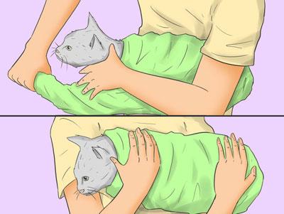 Кот в полотенце