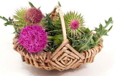 Трава расторопша