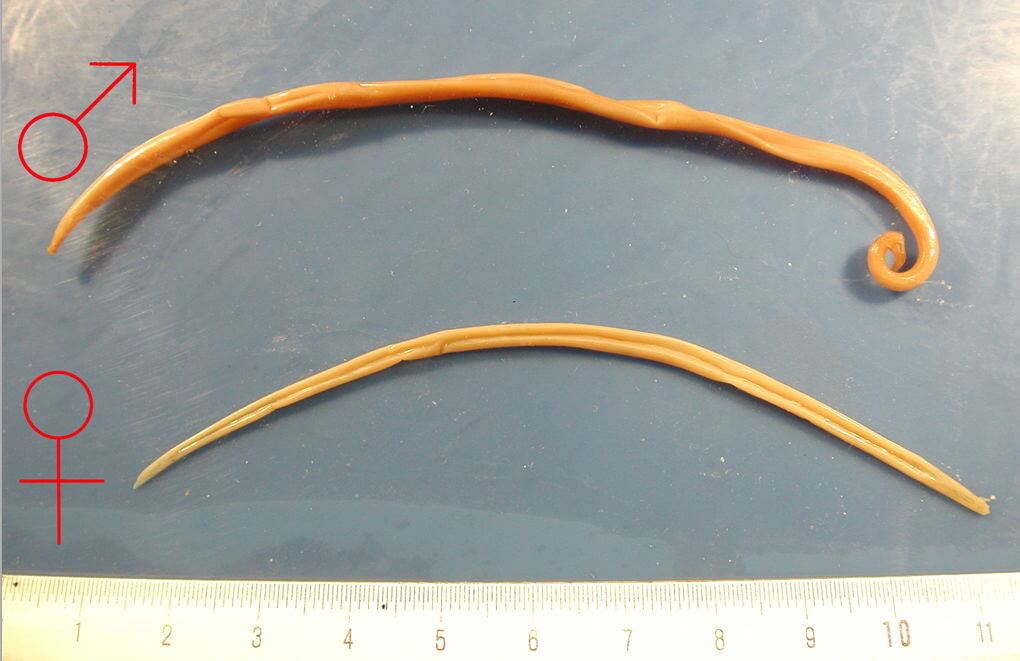 Ascaride.jpg