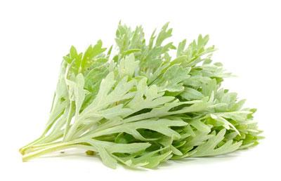 Полынь горькая