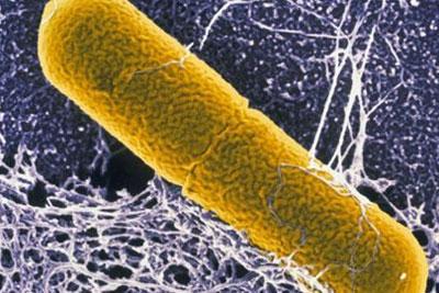 Возбудитель ботулизма