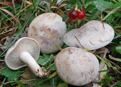 Говорушка восковатая