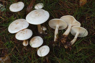 Говорушка восковая