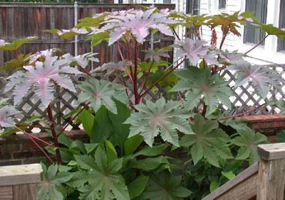 Клещевина на клумбе