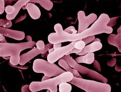 Патогенные микроорганизмы