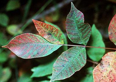 Листья сумаха