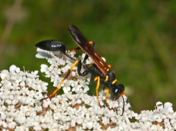 Sphecidae.jpg