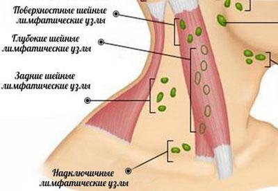 Расположение лимфоузлов