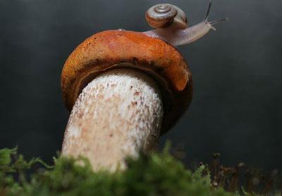 Улитка на грибе