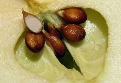 Яблочные косточки