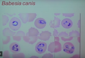 babeziya-kanis-300x206.png