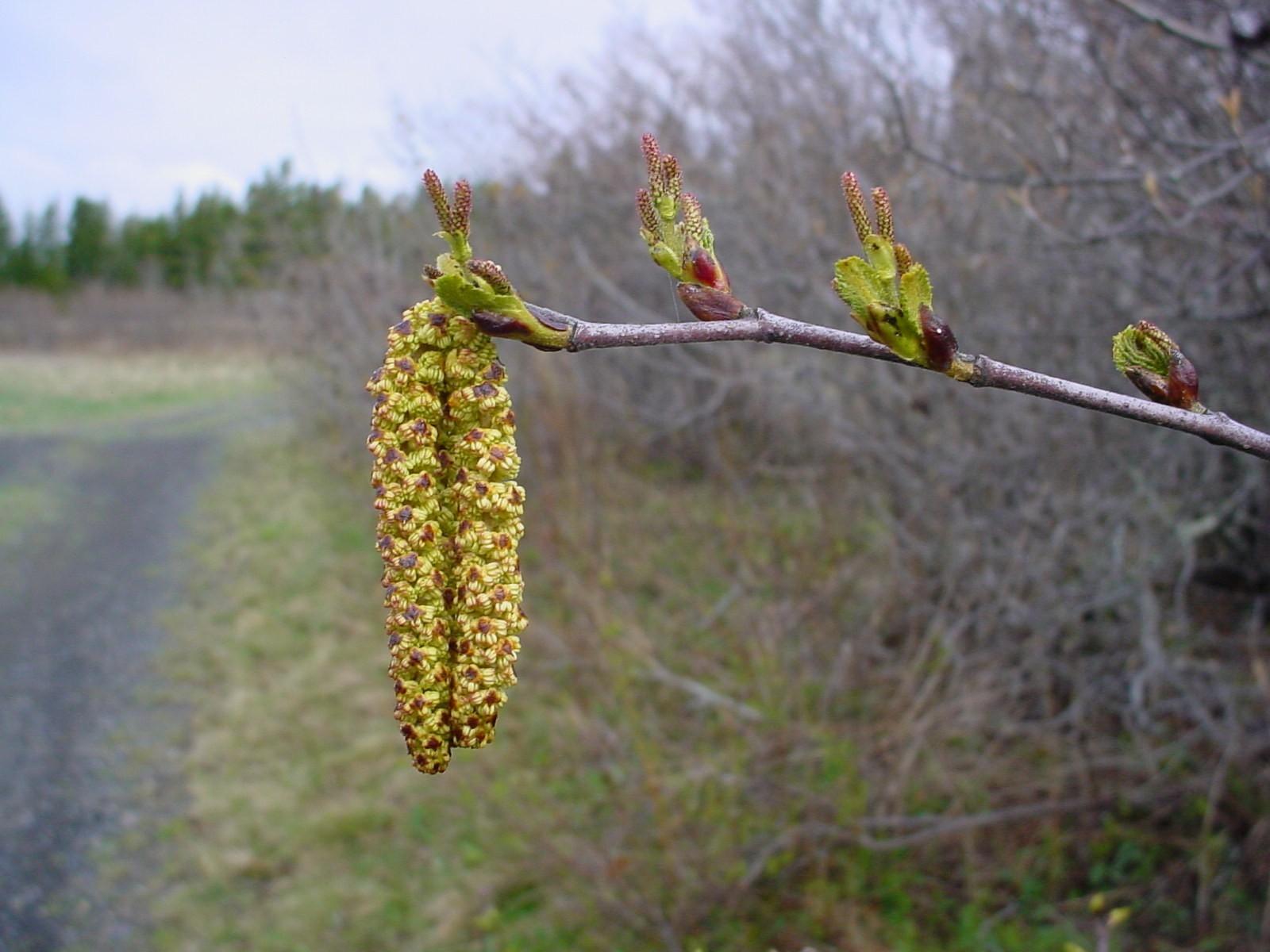 Почки березы