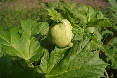 Бутон борщевика