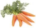 carrot.jpg