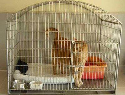 Кот в клетке