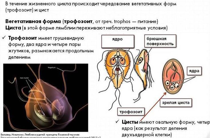 chto-takoe-lyamblii-e1486637387542.jpg