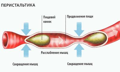 Нормальная перистальтика кишечника