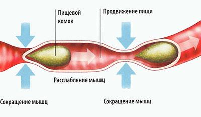 Перистальтика кишечника
