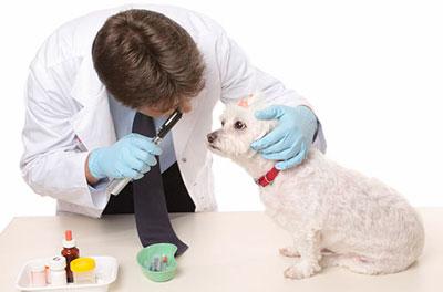 Осмотр собаки ветеринаром