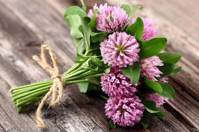 Трава клевер