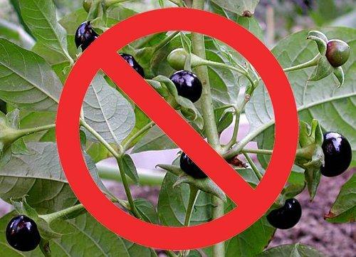 Отравление ядовитыми растениями