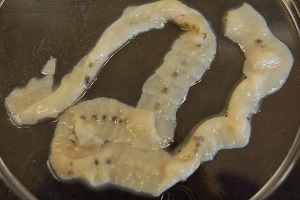 diphyllobothrium_latum.jpg