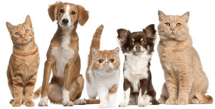 domashnie-jivotnye.png