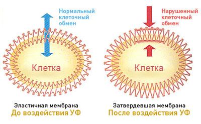 Влияние солнечного излучения на клетку кожи
