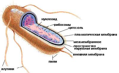 Строение кишечной палочки