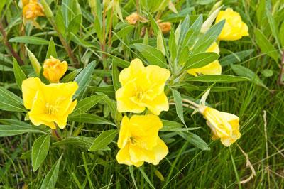 Ослинник двулетний