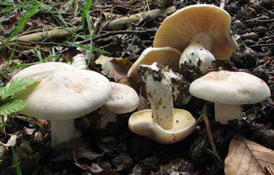 Розовопластинник ядовитый