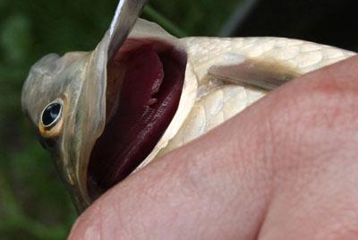 Проверка свежести рыбы