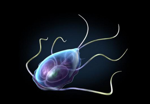 giardia-bacteria.jpg