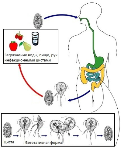 giardia_cycle.jpg