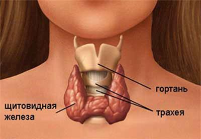 Щитовидная железа при гипотериозе