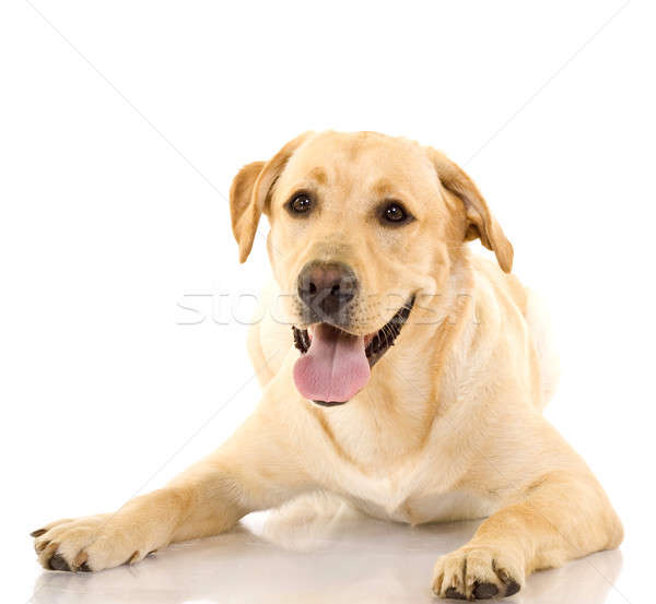 golden-retriever-dog.jpg