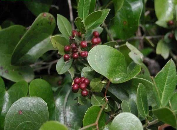 Жостер Пурша