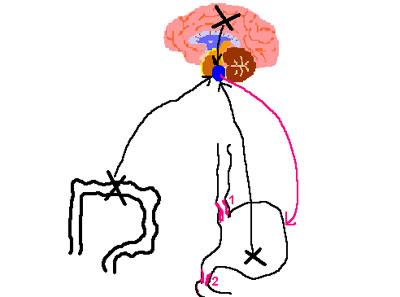 Расположение рвотного центра